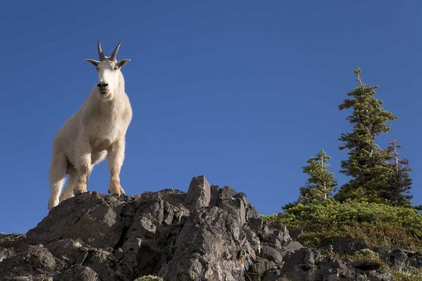 Olympic NP, Klahhane Ridge Male mountain goat